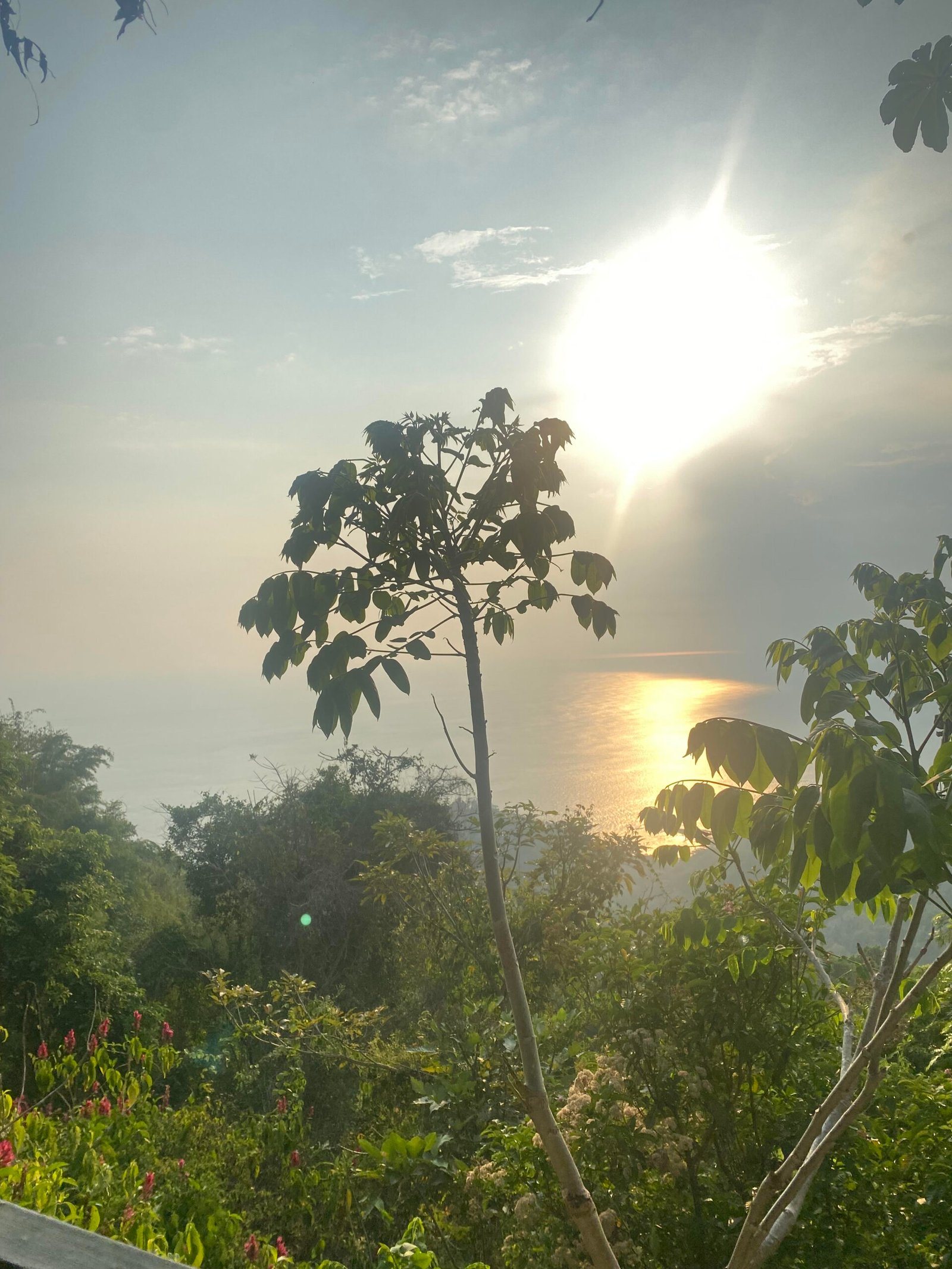 Jungle